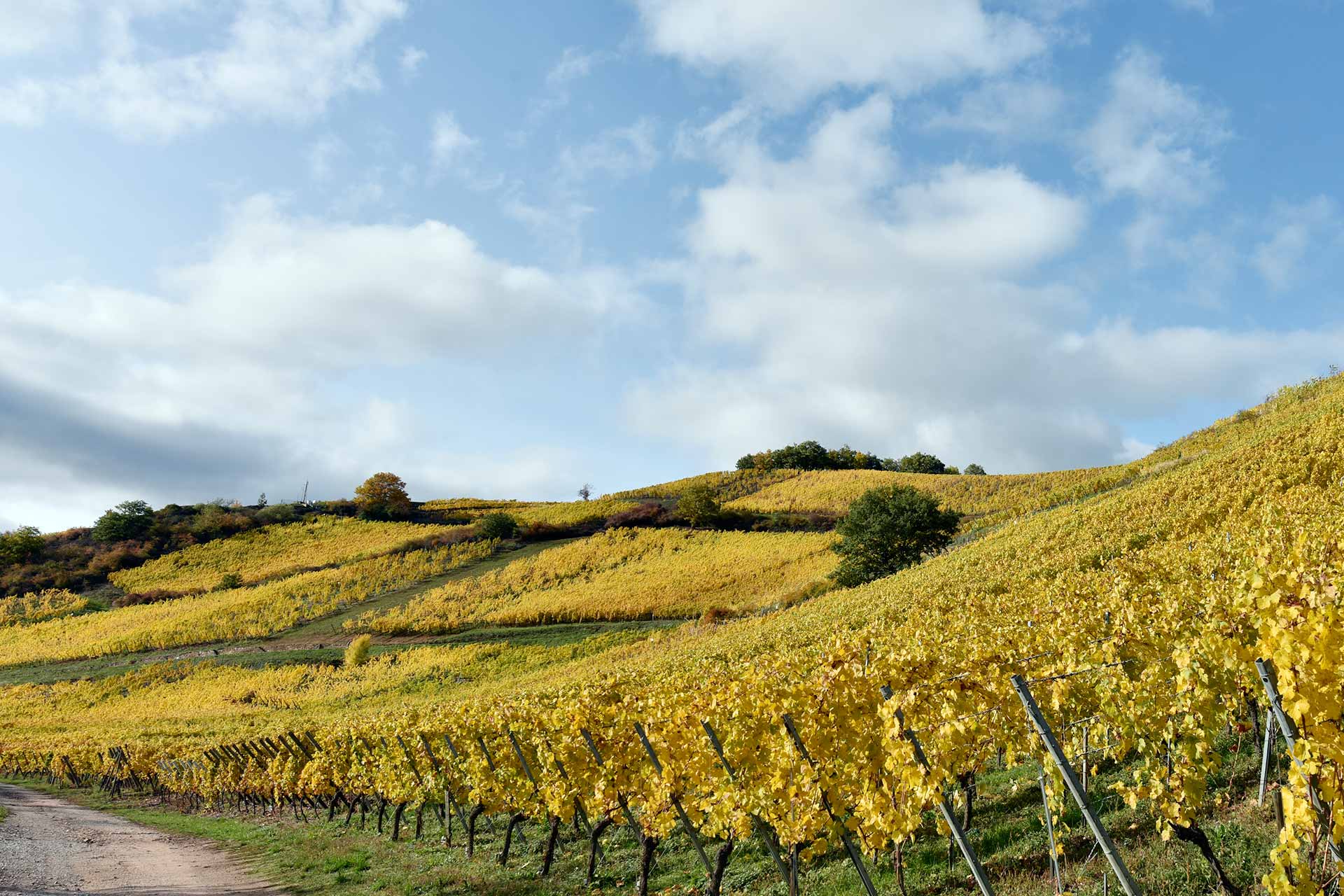 Grand Cru Sommerberg à Niedermorschwihr