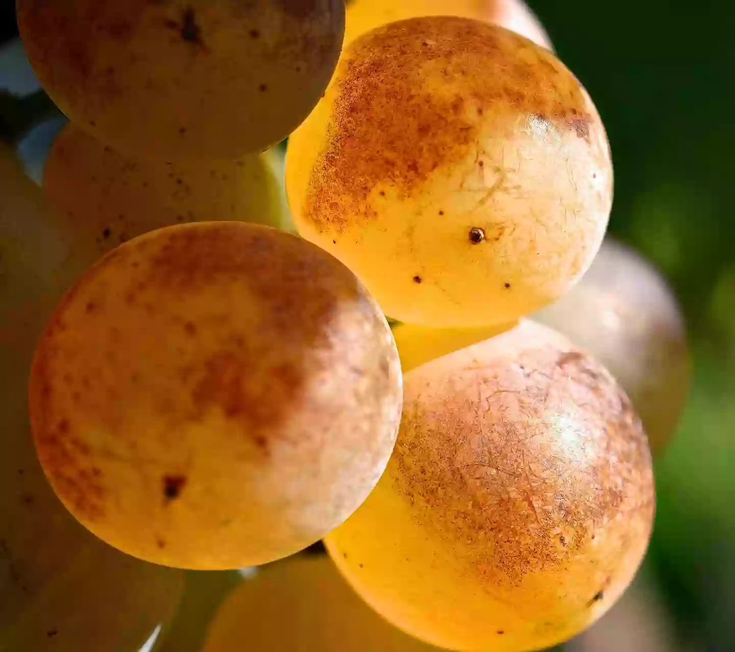 raisin agriculture biologique