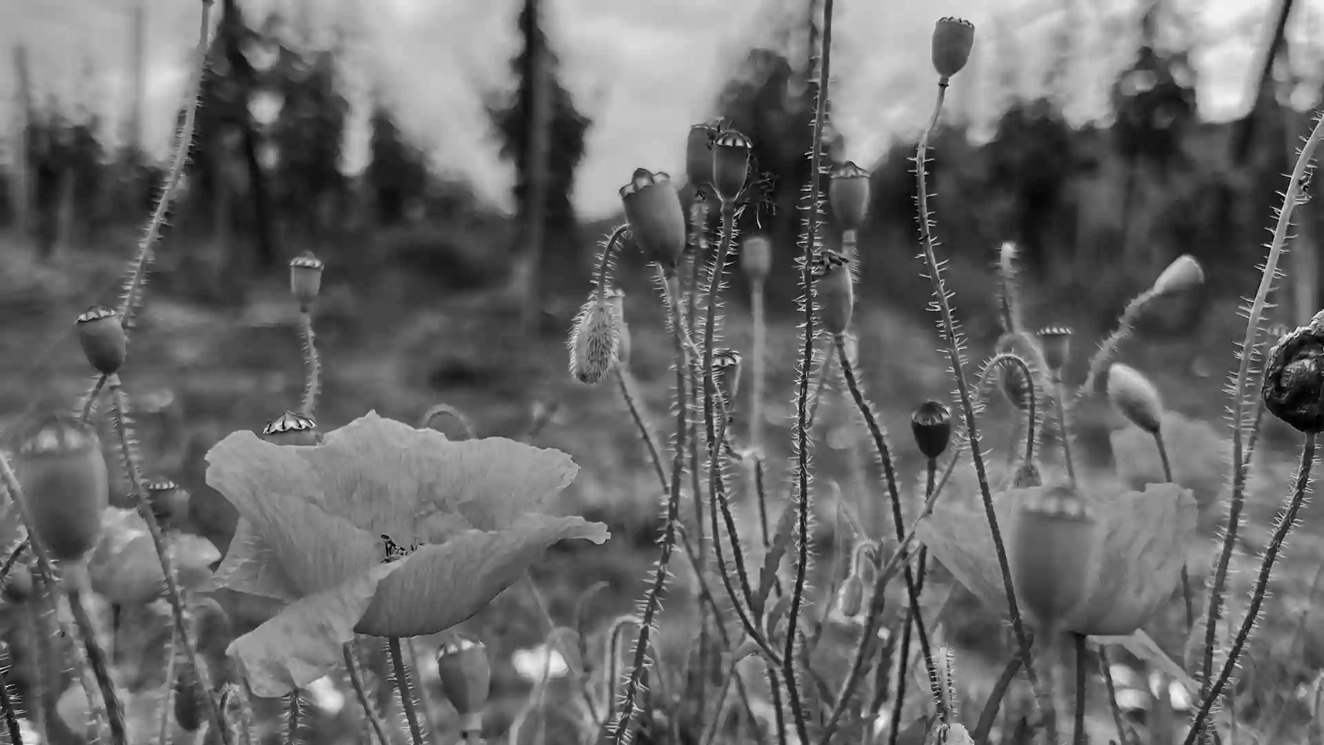 Domaine Justin BOXLER overripe wines