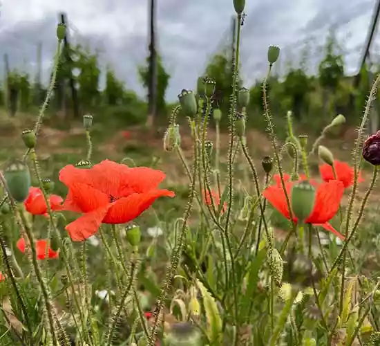 Coquelicots vignes Boxler origines